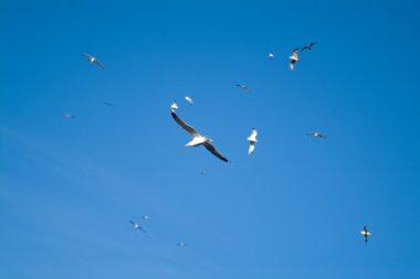 Gulls clipart