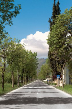 Boulevard ağaçlar