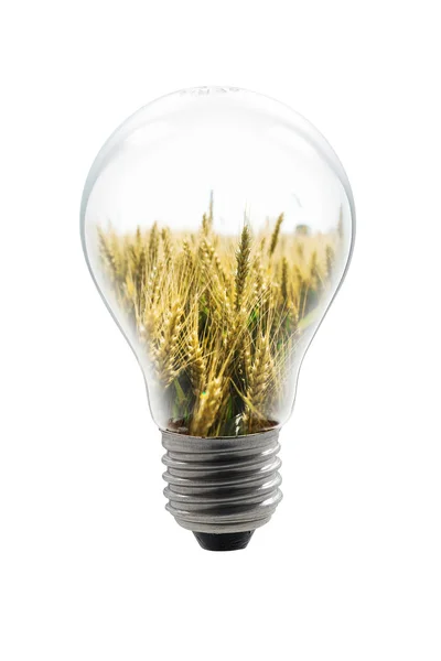 Зерновая лампа — стоковое фото