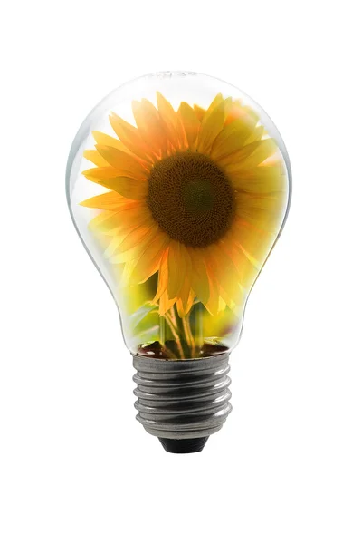 Sunflower bulb — Stock Photo, Image