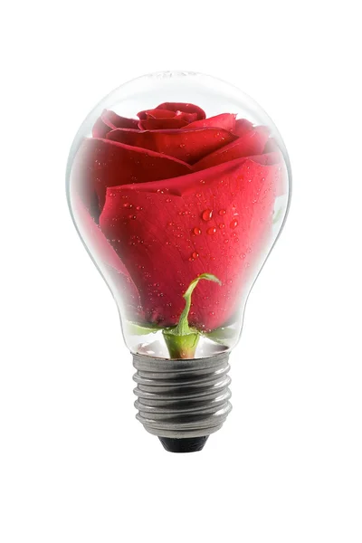 Rose-lamp — Stockfoto