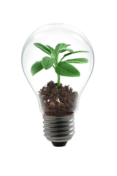 Plant bulb — Stock Photo, Image