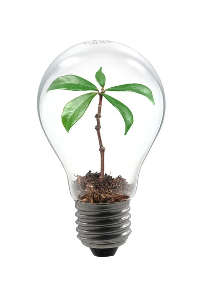 Plant lamp — Stockfoto