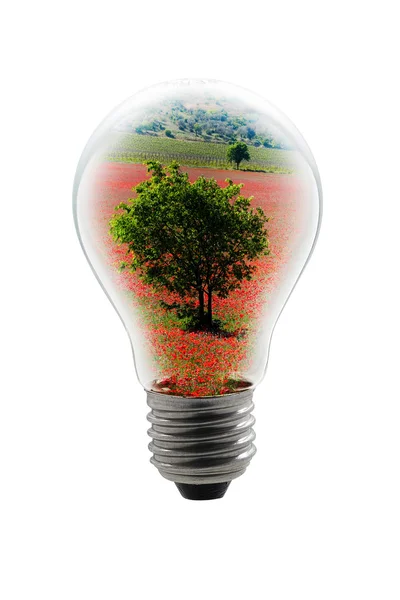 Tree in a bulb — Stock Photo, Image