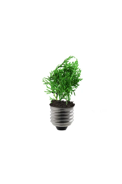 Plant bulb — Stock Photo, Image