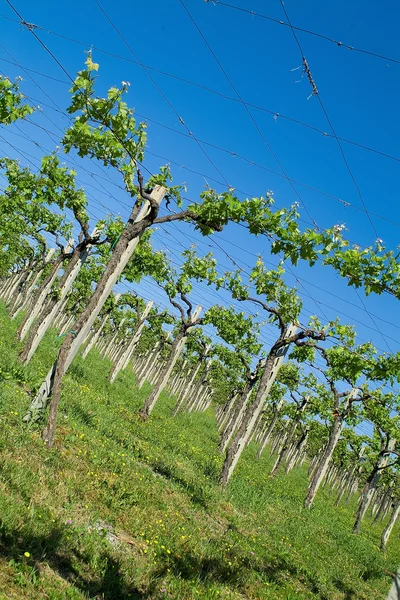 Stock image Particulary of vineyard