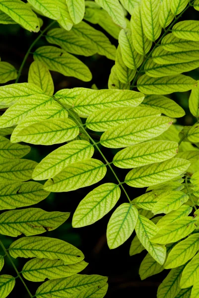 stock image Leaves