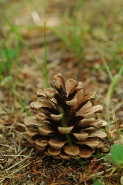 stock image Cone