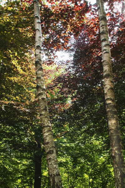 Stock image Autunm forest