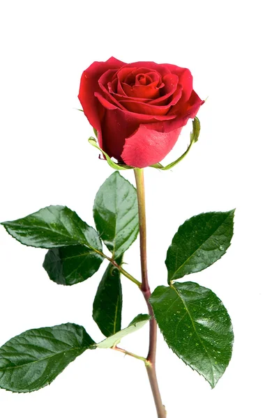 Red rose — Stock Photo, Image