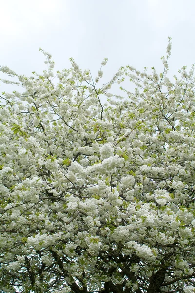 Kwitnące drzewo — Zdjęcie stockowe