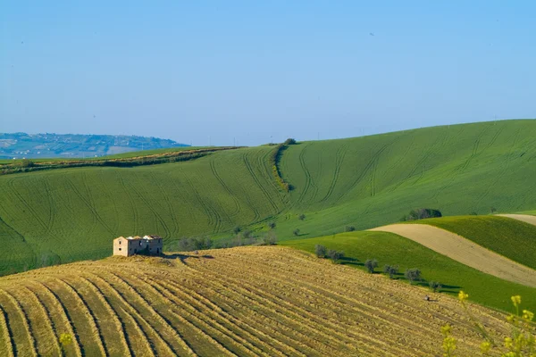 Ландшафтное пшеничное поле — стоковое фото