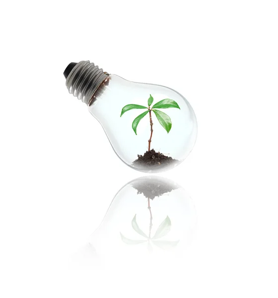 Växt i en glödlampa — Stockfoto