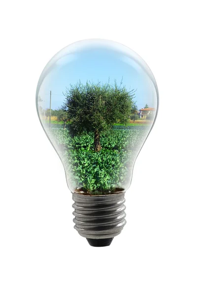 Árvore em uma lâmpada — Fotografia de Stock