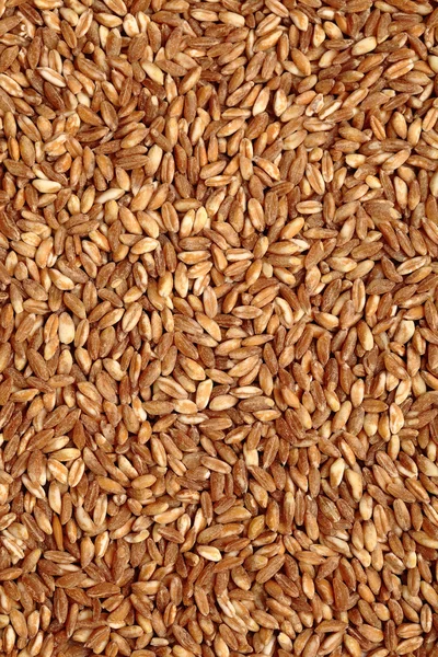 stock image The spelt