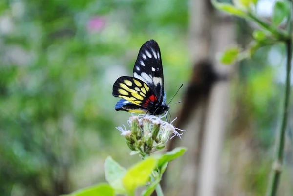 Butterfly Flower Garden — Stock Photo, Image