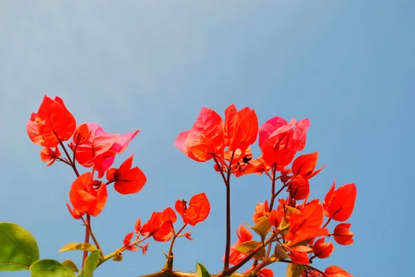 stock image Beautiful flowers