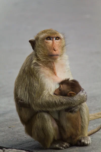 Opice v lopburi Thajsko — Stock fotografie