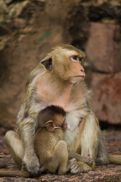 タイのロッブリーの猿 — ストック写真