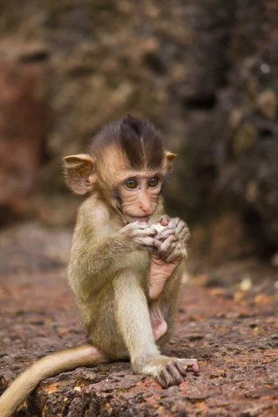 Lopburi thailand içinde Monkey — Stok fotoğraf