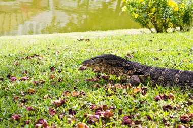 Bir şeritli monitör kertenkele (varanus salvator portresi)