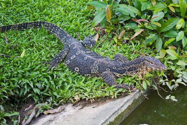 Bir şeritli monitör kertenkele (varanus salvator portresi)