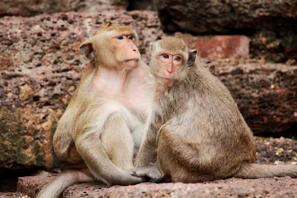 Влюбленная обезьяна — стоковое фото