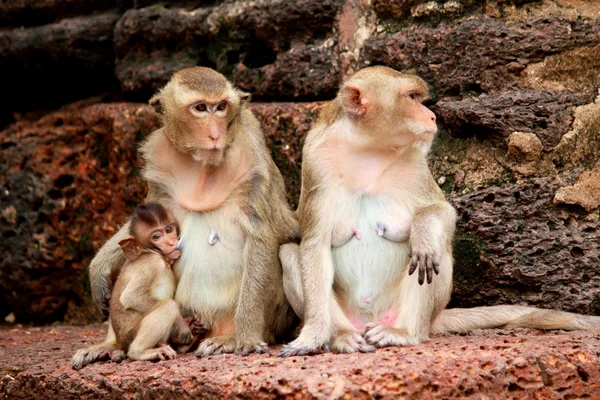 Opice v lásce — Stock fotografie