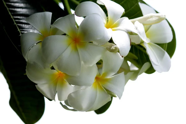 Λευκό λουλούδι φόντο — Φωτογραφία Αρχείου
