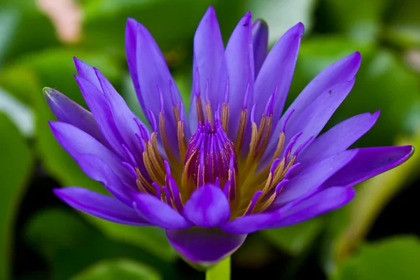 Lotus In Thailand — Stockfoto