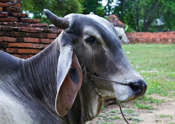 Triste Vaca Nativos Campo na Tailândia — Fotografia de Stock