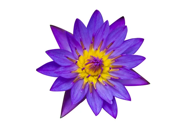 Purple lotus na bílém pozadí — Stock fotografie