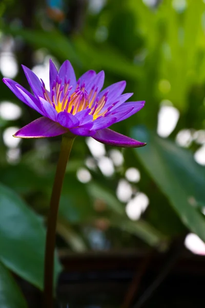 Lotus di Thailand — Stok Foto