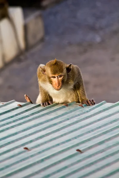 Macaco clamber no telhado em Lopbuti Tailândia — Fotografia de Stock