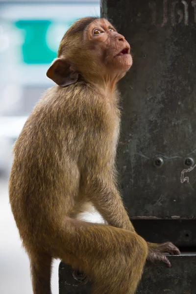 Małpa w lopburi Tajlandii — Zdjęcie stockowe