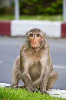 Monkey in Thailand clipart
