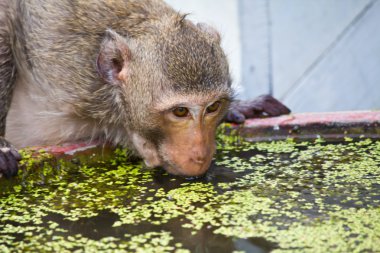 Monkey drinking water clipart