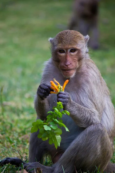 Opice v Thajsku — Stock fotografie