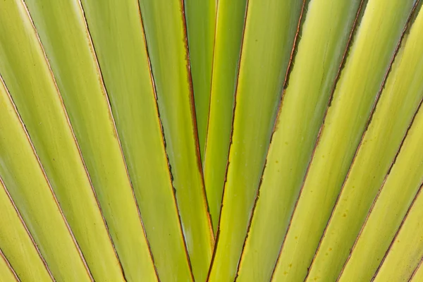 stock image Abstract texture of center of banana tree stems