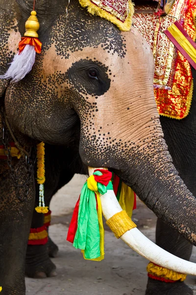 stock image Elephant close up