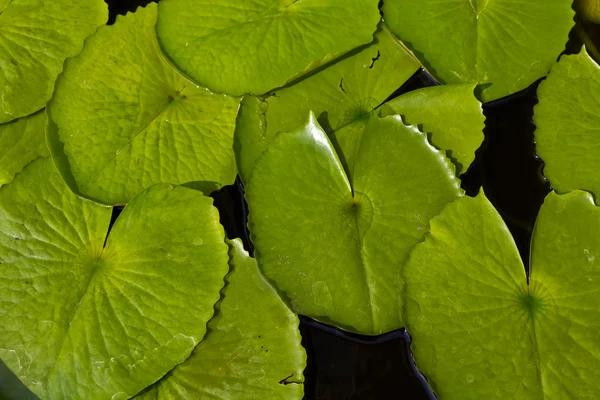 Foglie di loto galleggianti sull'acqua — Foto Stock