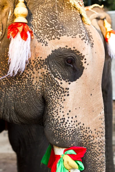 Elefantengesicht aus nächster Nähe — Stockfoto