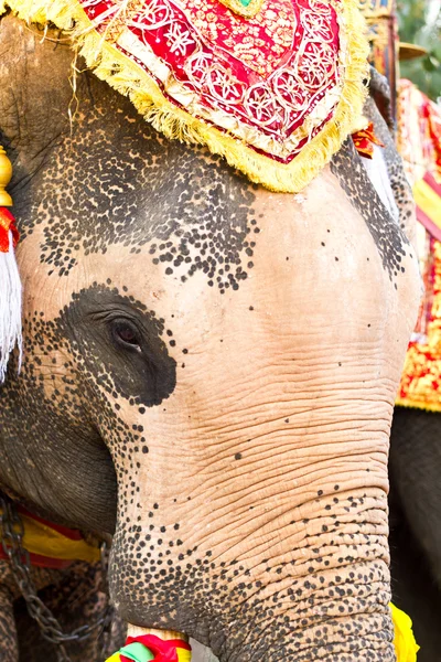 stock image Elephant face close up