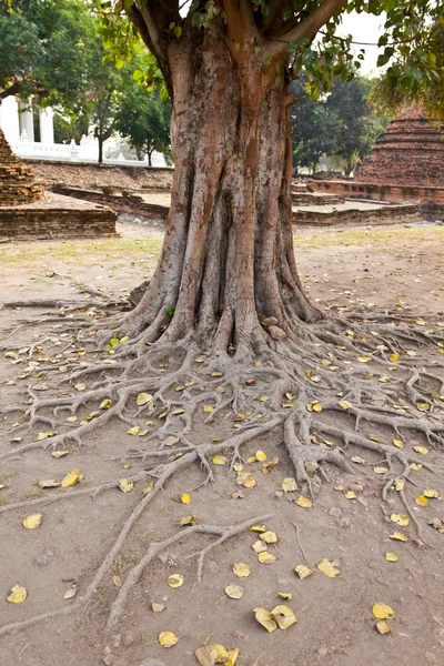 stock image Bodhi tree roots