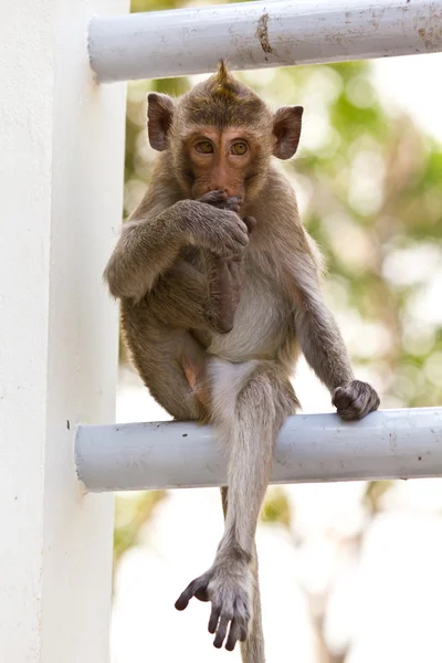 Monkeys cute sitting on a steel fence — Stock Photo, Image