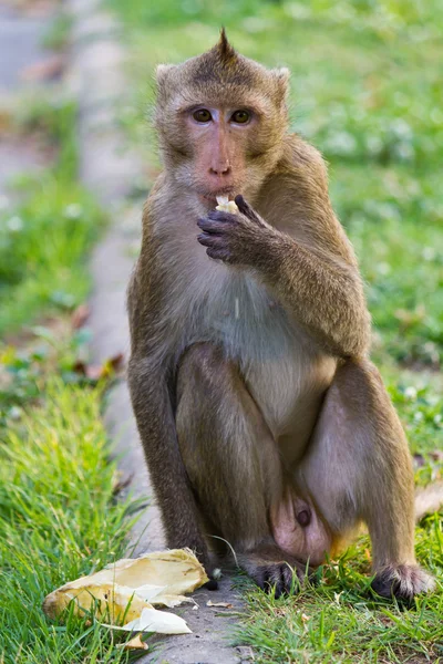 猴子吃东西 — 图库照片
