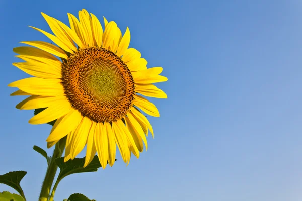 Kvetoucí slunečnice na modrém nebi pozadí — Stock fotografie