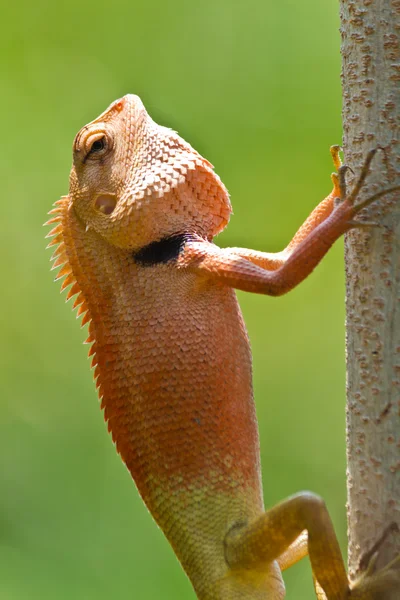 Zbliżenie tajski kameleon — Zdjęcie stockowe