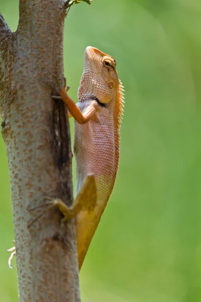Zbliżenie tajski kameleon — Zdjęcie stockowe