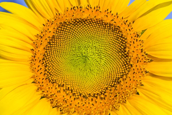 Closeup slunečnice — Stock fotografie